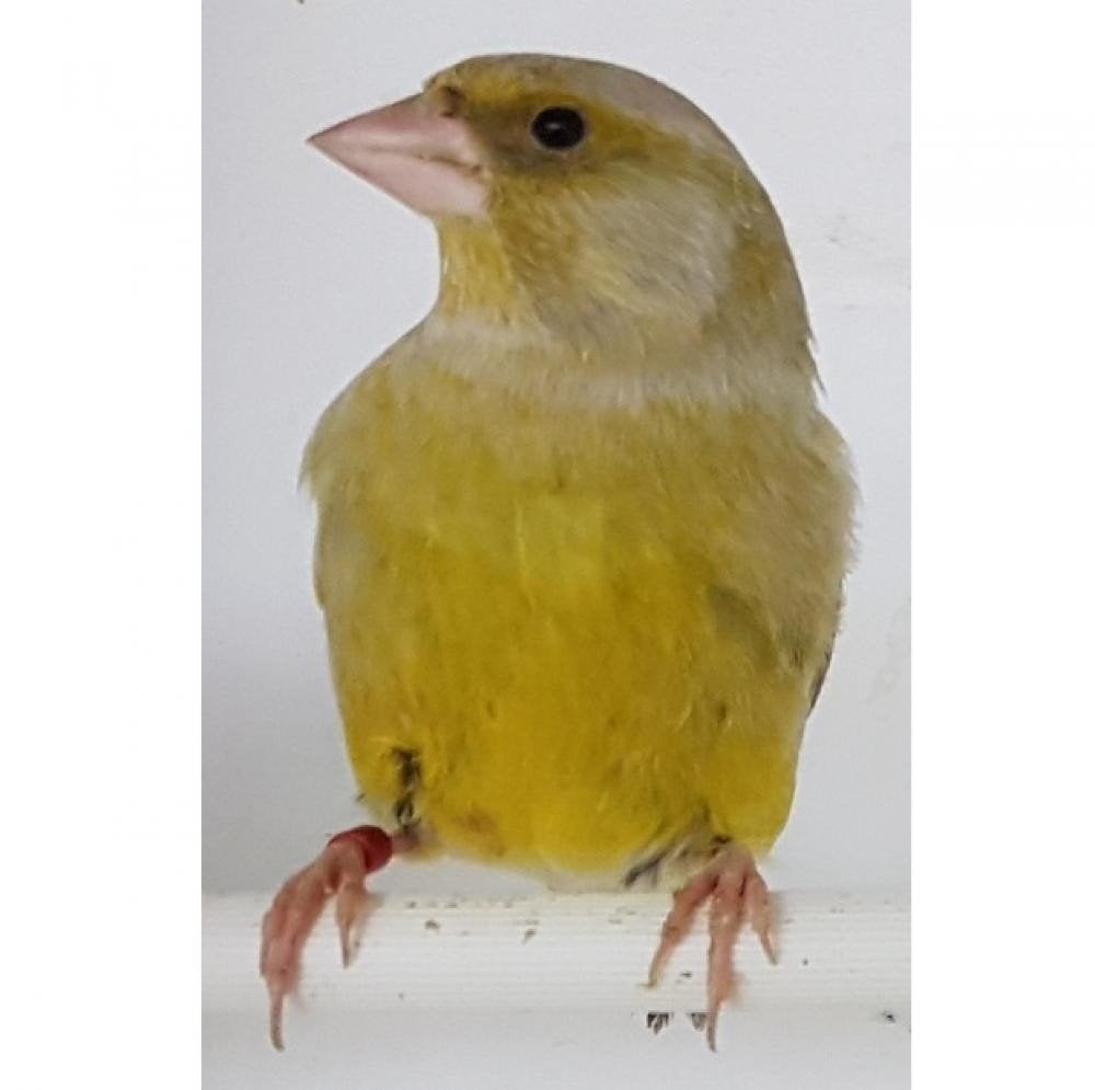 Jonge groenlingen gele mutaties, Meerdere dieren, Wildzangvogel, Geringd