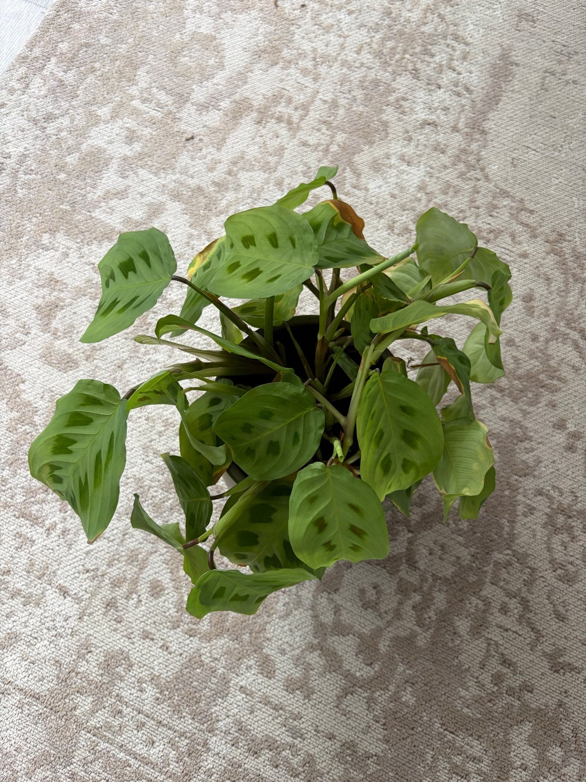 Maranta leuconeura kamerplant in pot, Huis en Inrichting, Ophalen, Overige soorten, Halfschaduw, In pot