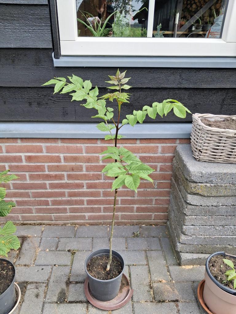 Es boompje, Bloeit niet, Overige soorten, Minder dan 100 cm, Ophalen