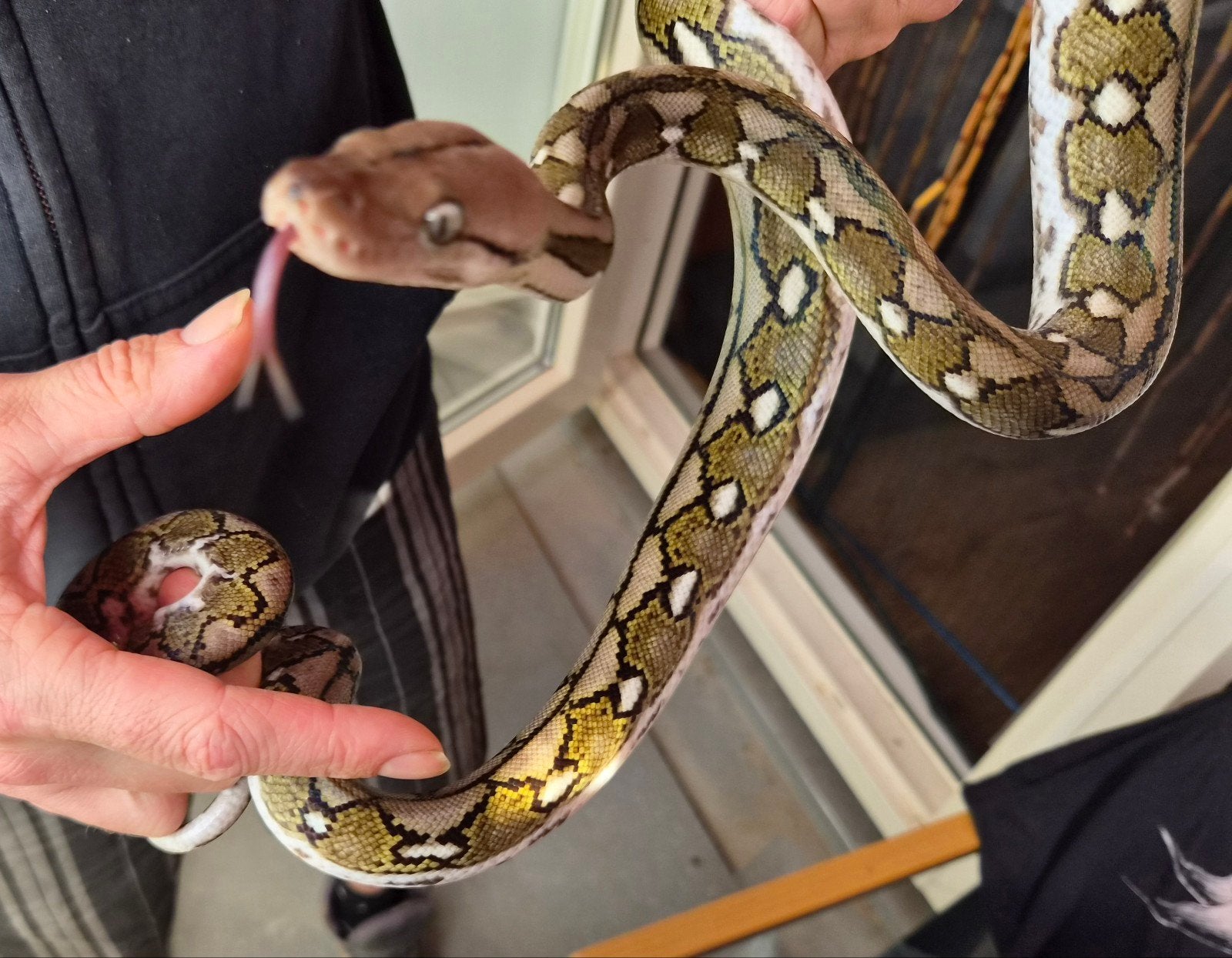 Super dwarf reticulated python 0.1 - Anery tiger het snow, Dieren en Toebehoren, Reptielen en Amfibieën, Slang, 0 tot 2 jaar