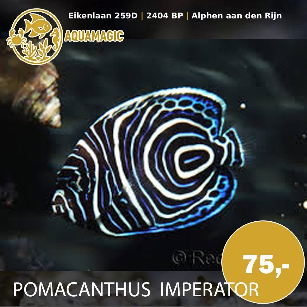 pomacanthus imperator juv, Vis, Zoutwatervis