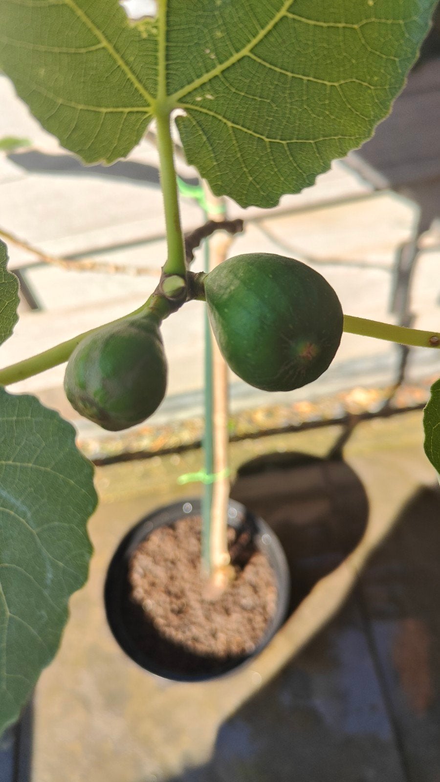 Vijgenboom (Ficus Carica) 110cm, Ophalen, Overige soorten, Volle zon