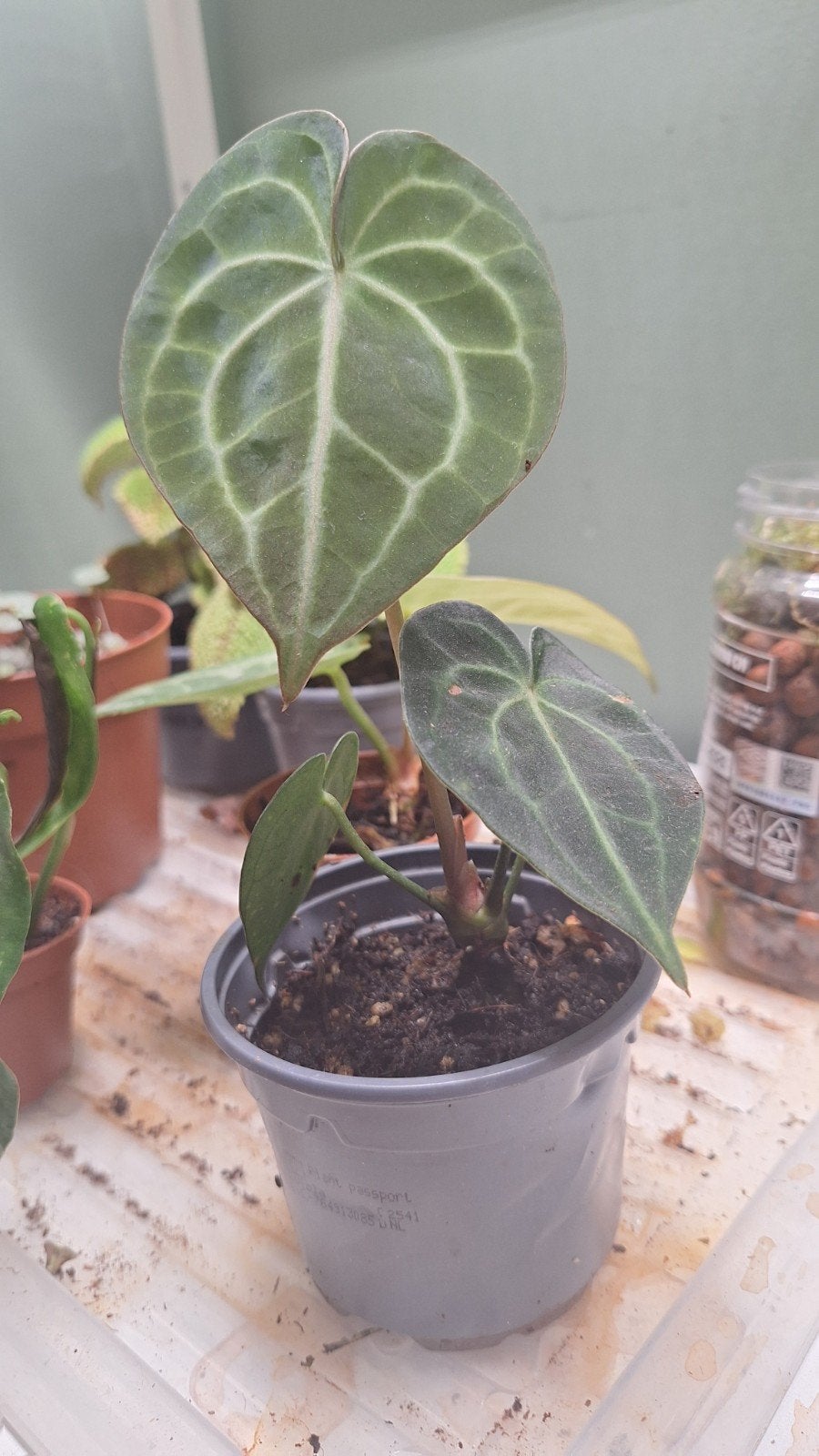 Anthurium Clarinervium, Ophalen