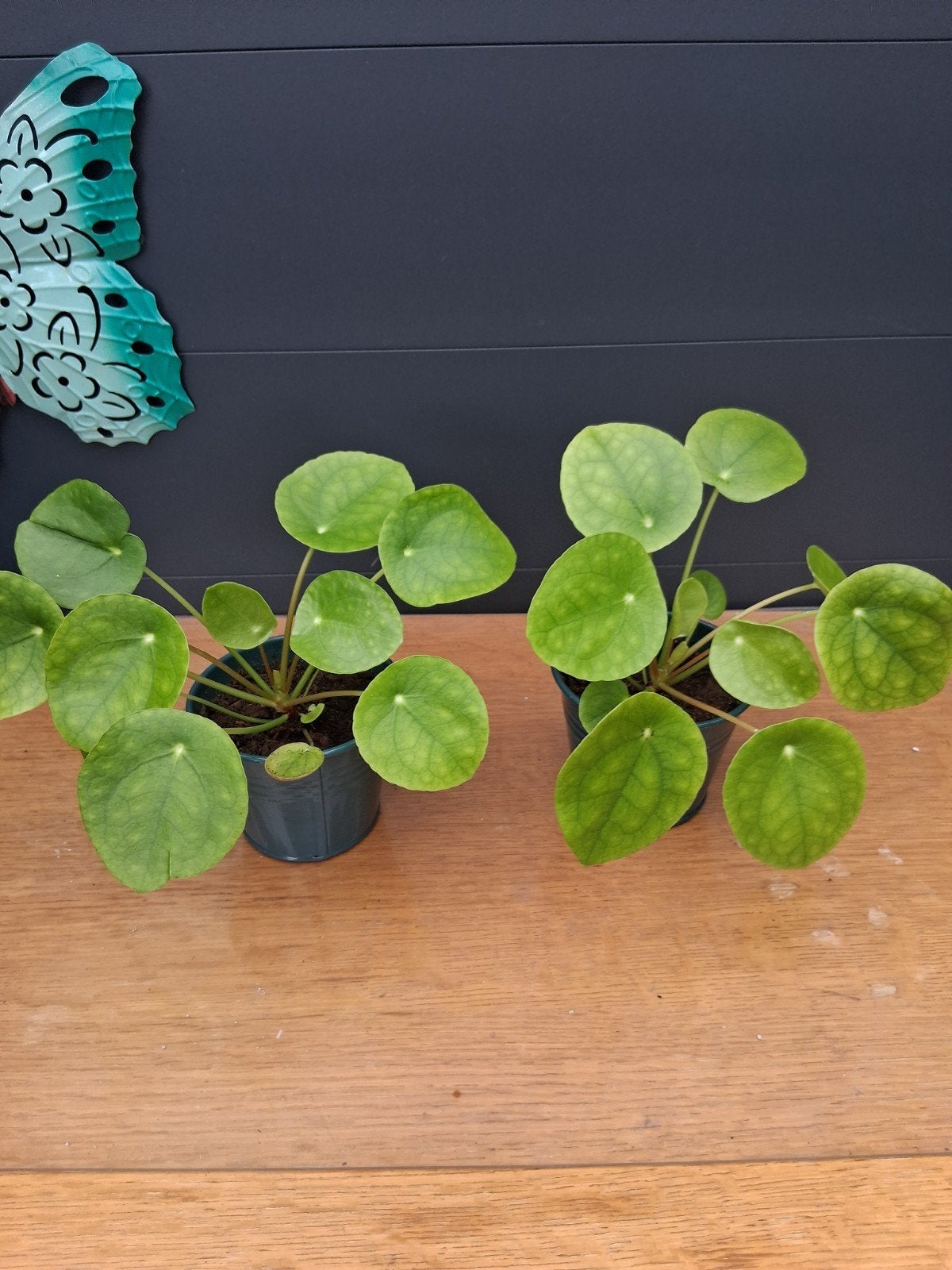 Pannenkoekplant  - Set van 2 plantjes, Huis en Inrichting, Kamerplanten, Ophalen