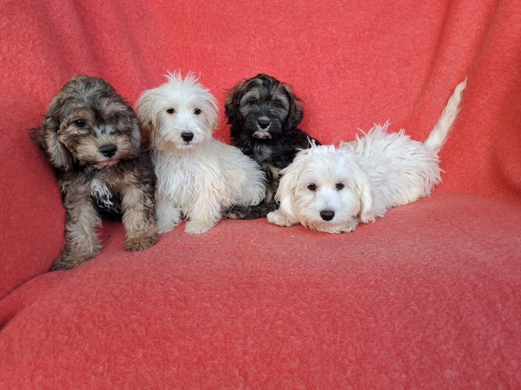 KNAPPE MALTIPOO PUPS, Parvo, Nederland, 15 weken tot 1 jaar, Overige rassen