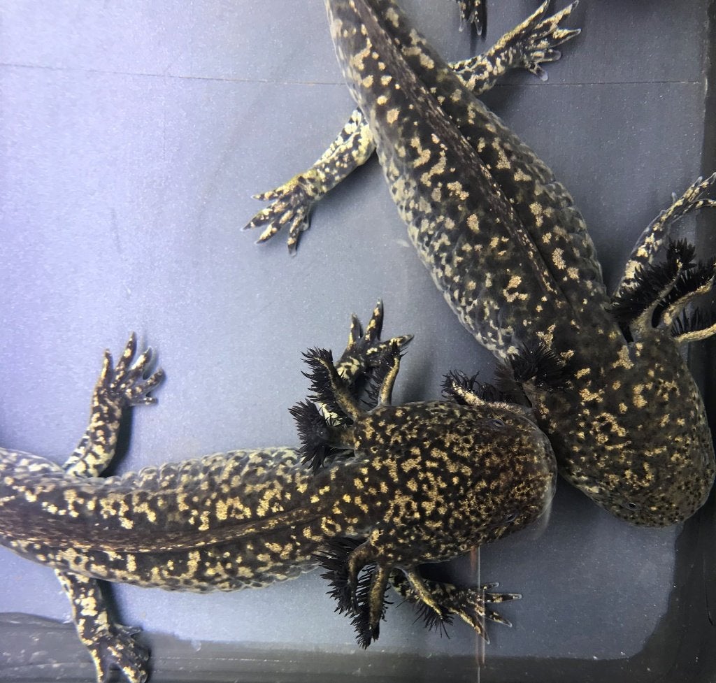 Axolotl - Starburst Grade SS, Dieren en Toebehoren, Amfibie, Tam, 0 tot 2 jaar
