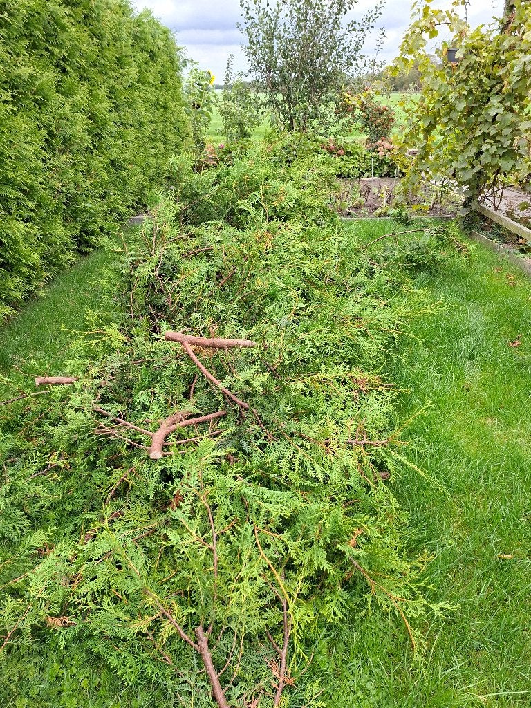Gratis dennen groen, Ophalen, Conifeer, Haag, Minder dan 100 cm