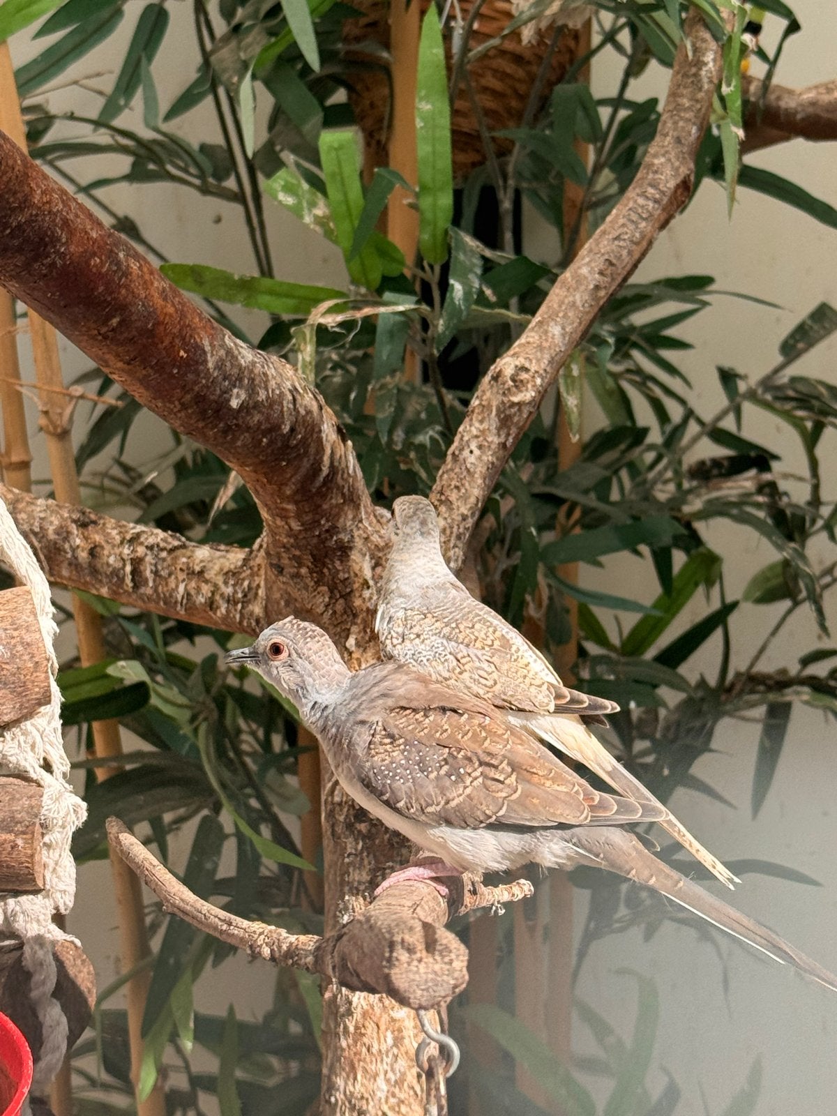2 jonge zelfstandige leuke diamantduiven, Dieren en Toebehoren, Vogels | Overige Vogels, Geslacht onbekend, Tropenvogel