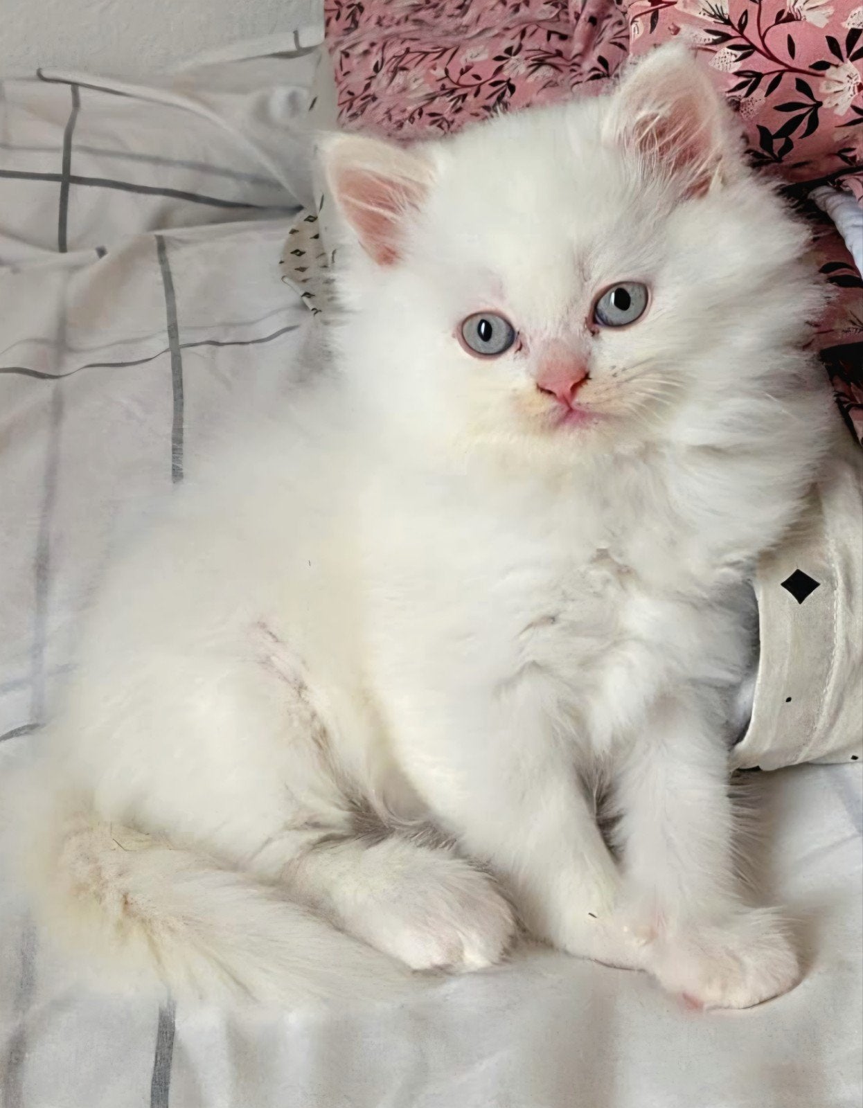 britse lang/ kort haar, Kater, Ontwormd, 0 tot 2 jaar