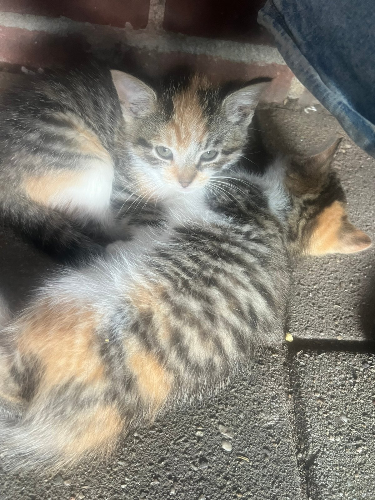 Kittens mogen  vandaag al naar nieuw baasje, Meerdere dieren, Kortharig, 0 tot 2 jaar