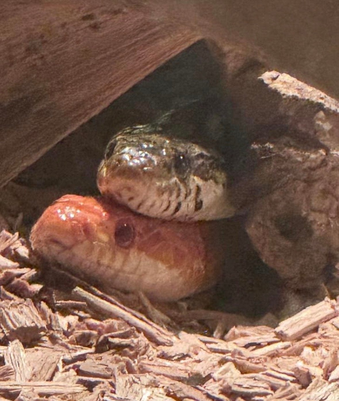 Koppel korenslangen (moeten weg!) Corn Snake photo 2