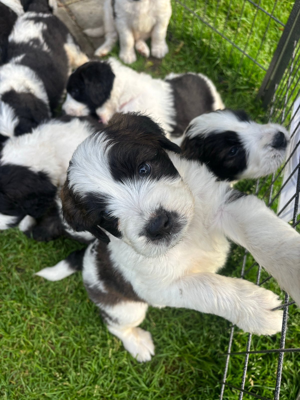 Doodle pups, Parvo, 8 tot 15 weken, Groot, Meerdere