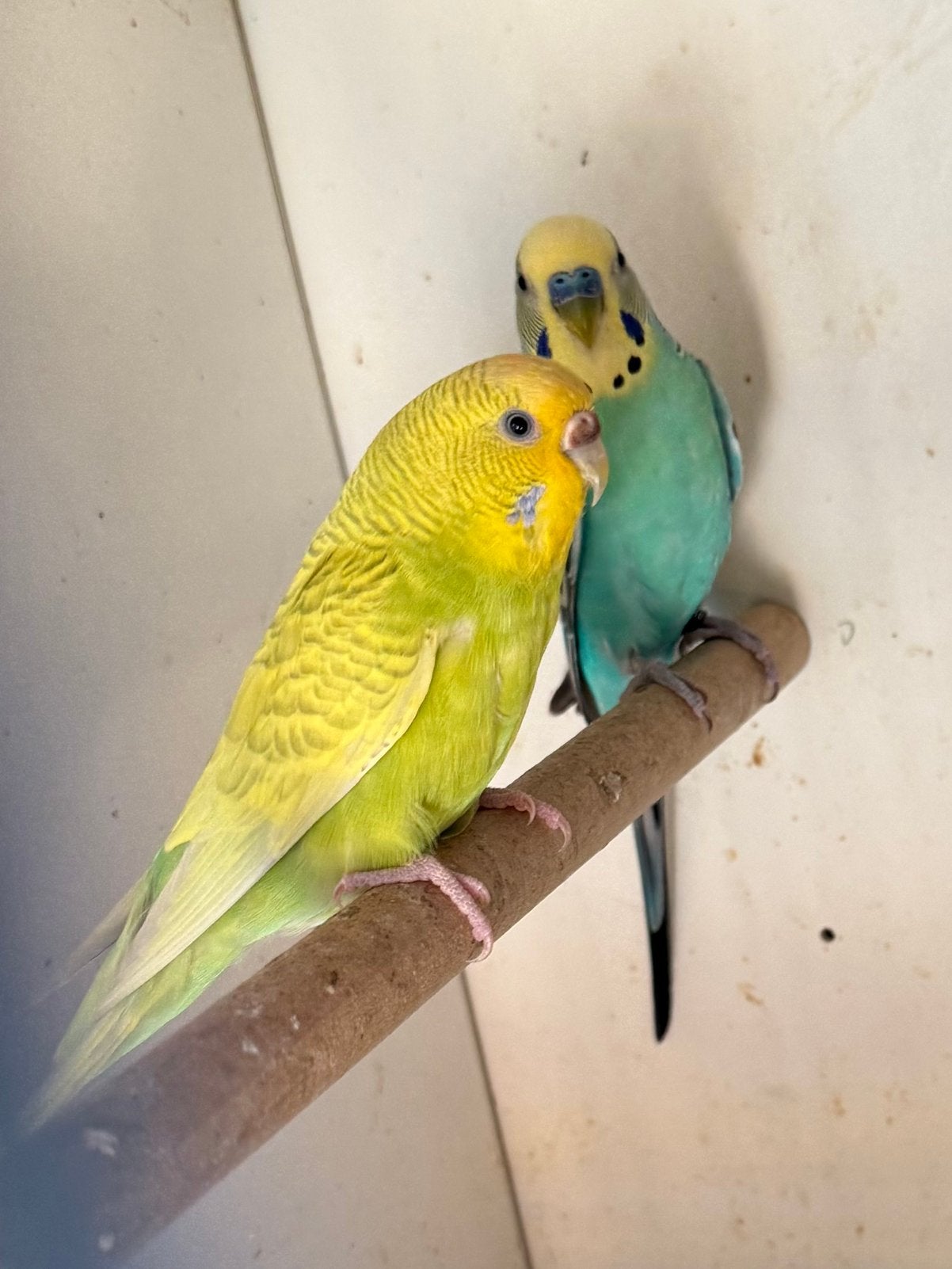 Koppel Grasparkieten te koop, Dieren en Toebehoren, Meerdere dieren, Parkiet