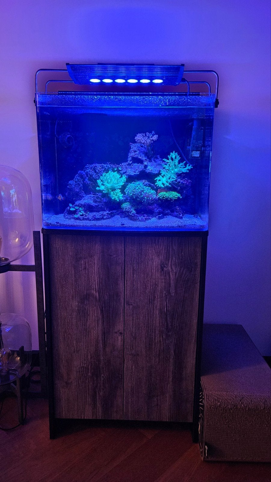 Zeeaquarium Bluemarine 160, Dieren en Toebehoren, Vis, Zoutwatervis