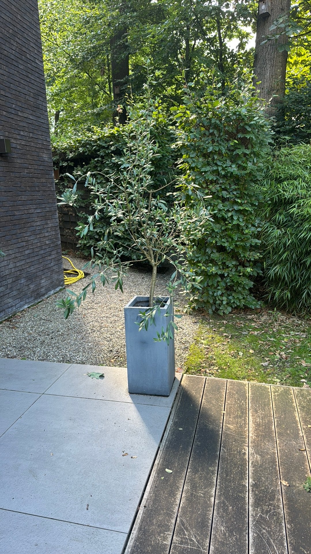 Olijfboom in pot, Tuin en Terras, Bloeit niet, 100 tot 250 cm, Olijfboom, Ophalen