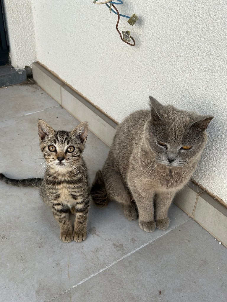Bengaal - Britse korthaar kittens, Poes, 0 tot 2 jaar