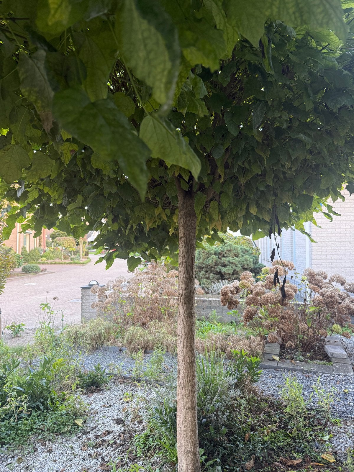 Prachtige Bolcatalpa - Ideaal voor elke tuin, Tuin en Terras, 250 tot 400 cm, Zomer, Ophalen, Volle zon