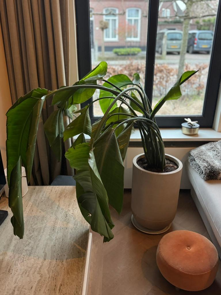 Strelitzia Nicolai in pot - TEAB (grote pot en plant!), Ophalen, Overige soorten, Halfschaduw, In pot