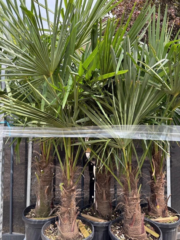 trachycarpus winterharde palm stam 30-40 cm hoog in pot, Ophalen, Bloeit niet, Overige soorten, Volle zon