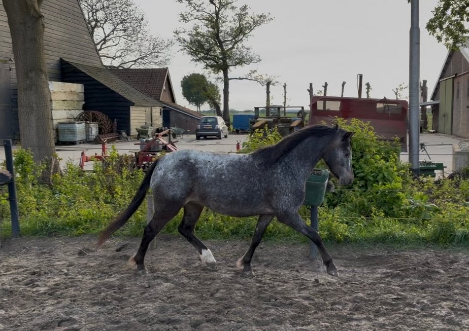 Prachtige 4 jarige appaloosa  merrie (welsh A) beleerd, Merrie, B pony (1.17m tot 1.27m), Met stamboom, 3 tot 6 jaar