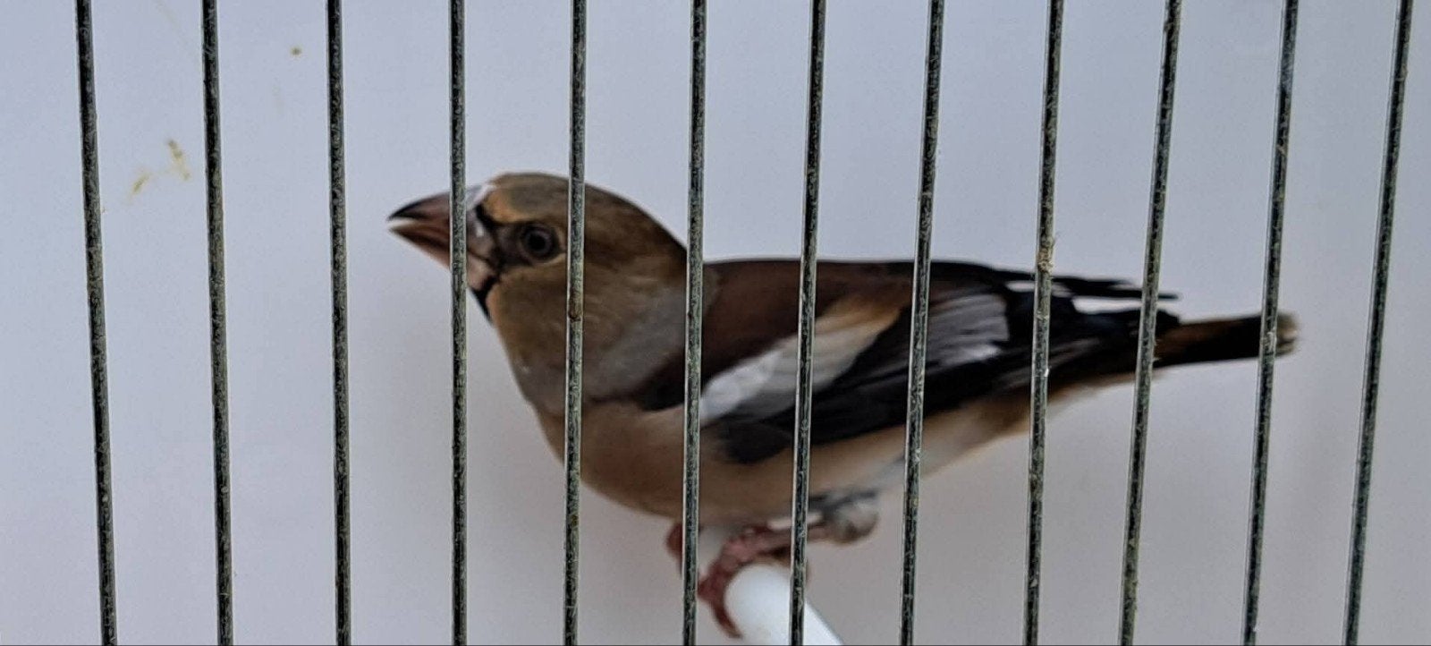Europese appelvink pop of ruilen, Dieren en Toebehoren, Vogels | Overige Vogels, Vrouwelijk, Wildzangvogel