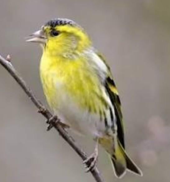 Europese Sijs man 2025, Mannelijk, Wildzangvogel, Geringd
