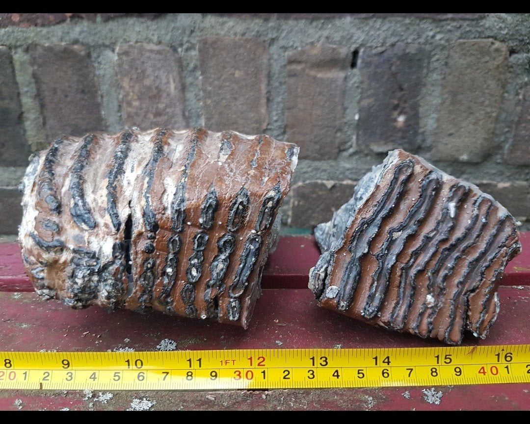 Mammoet kies mammuthus kies kaak pleistoceen kiezen wolharig, Verzamelen, Mineralen en Fossielen, Ophalen of Verzenden, Fossiel