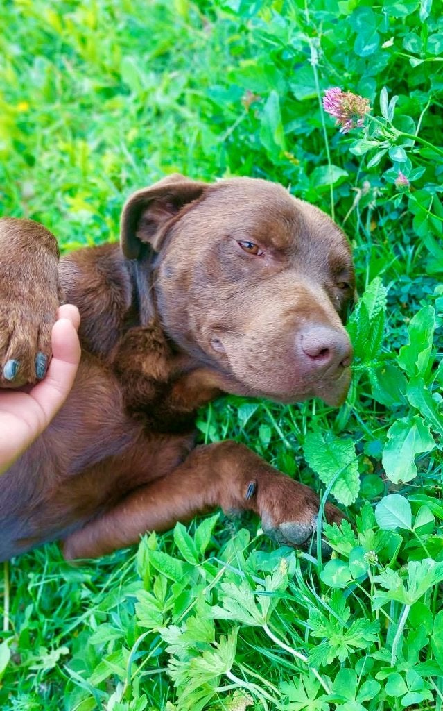 LARRY, PRACHTIGE, JONGE, LABRADOR, REU ZOEKT THUIS, Dieren en Toebehoren, Honden | Niet-rashonden, Particulier, Reu, 1 tot 2 jaar
