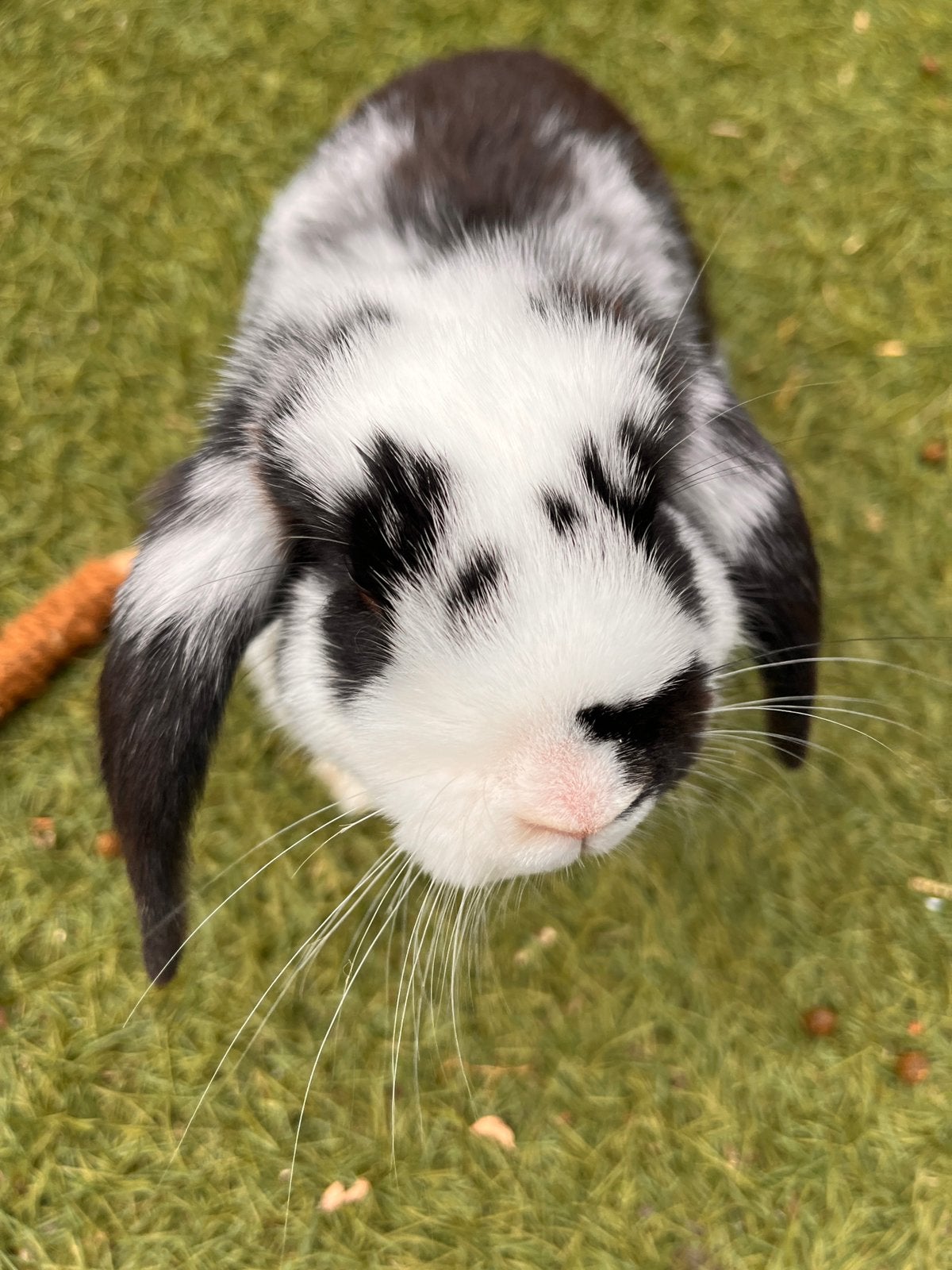 Twee lieve konijntjes (voedster en ram) inclusief toebehoren, Dieren en Toebehoren, Meerdere dieren, Hangoor, 0 tot 2 jaar