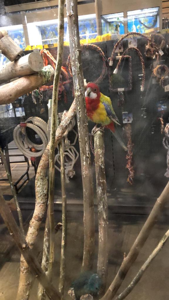 Gezocht goudmantel rosella man, Mannelijk, Parkiet