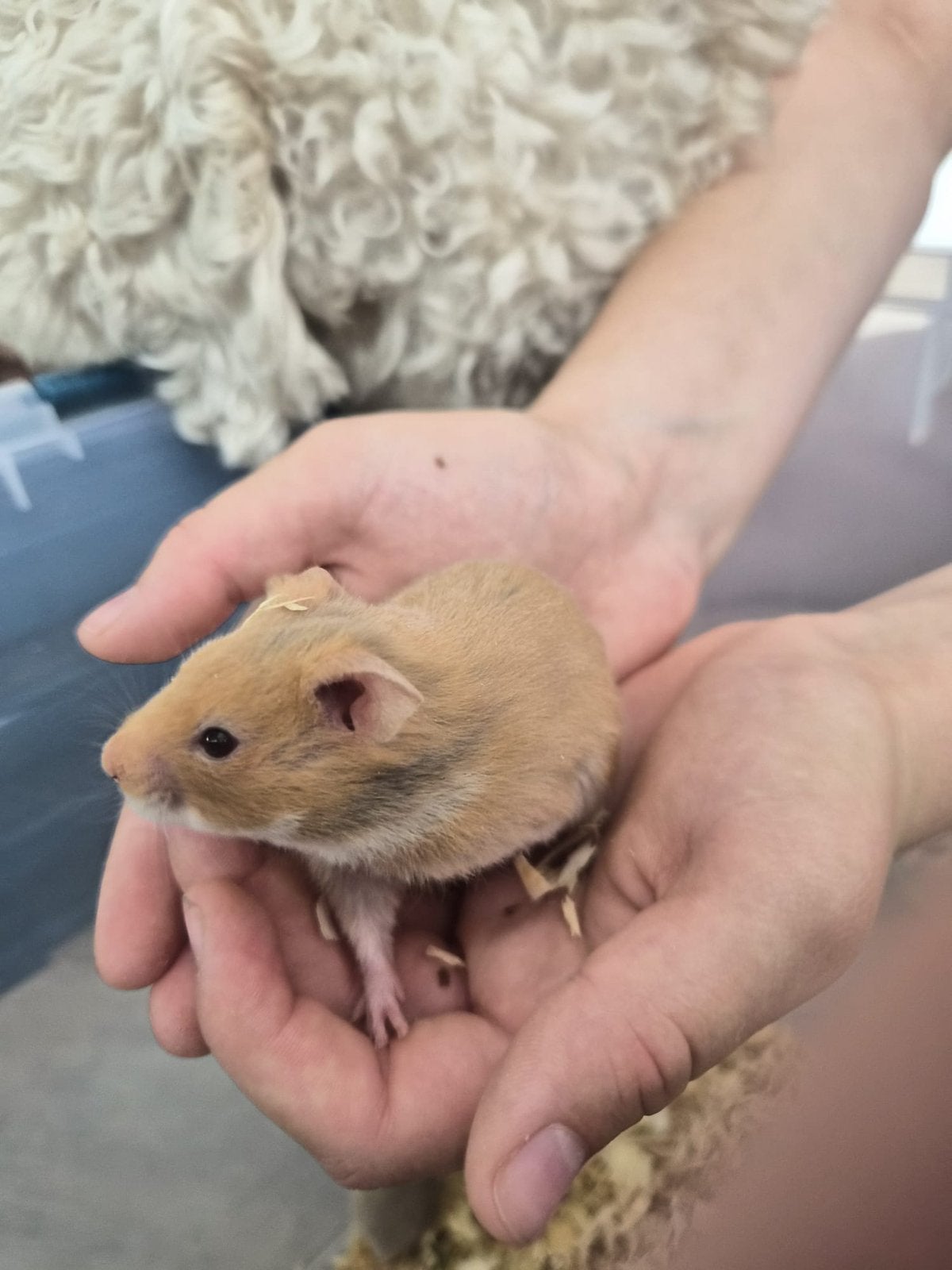 Baby goudhamsters/ syrische hamster, Dieren en Toebehoren, Hamster, April, Vrouwelijk, Tam