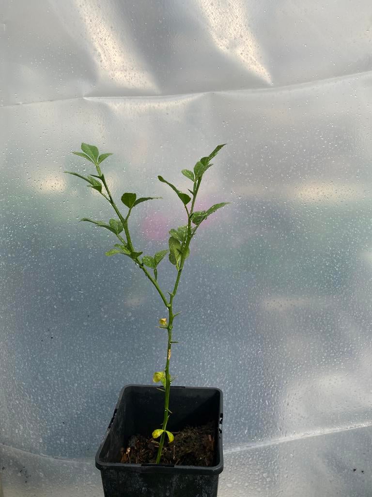 Poncirus trifoliata - Wilde citroen, Tuin en Terras, Planten | Tuinplanten, Ophalen, Overige soorten, Volle zon