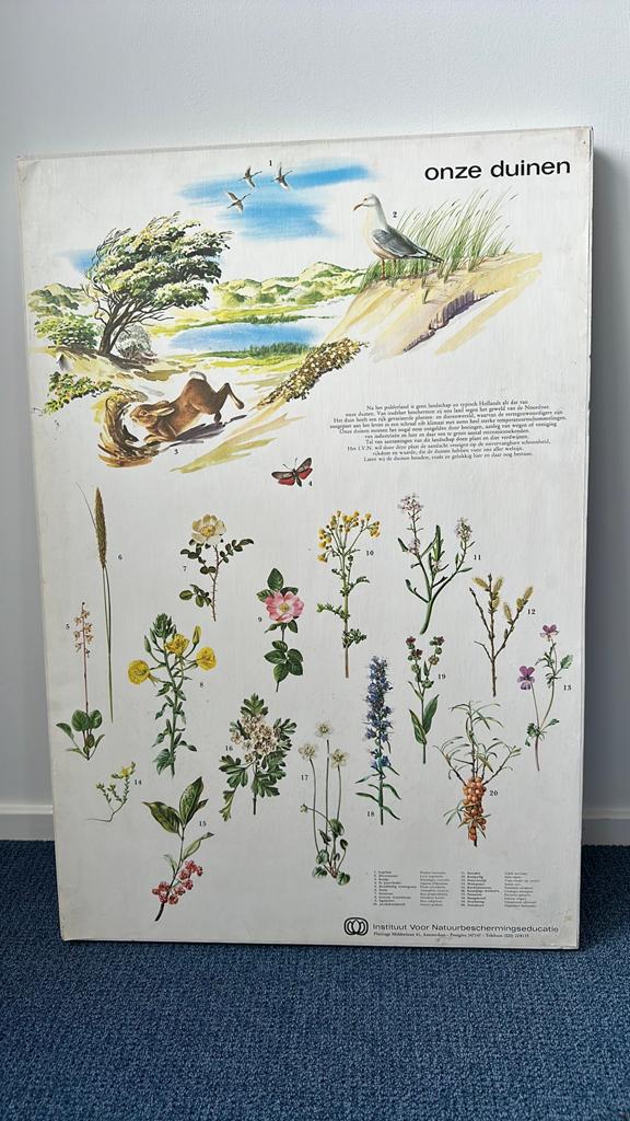 Schoolplaat ‘onze duinen’, Ophalen, Natuur en Biologie