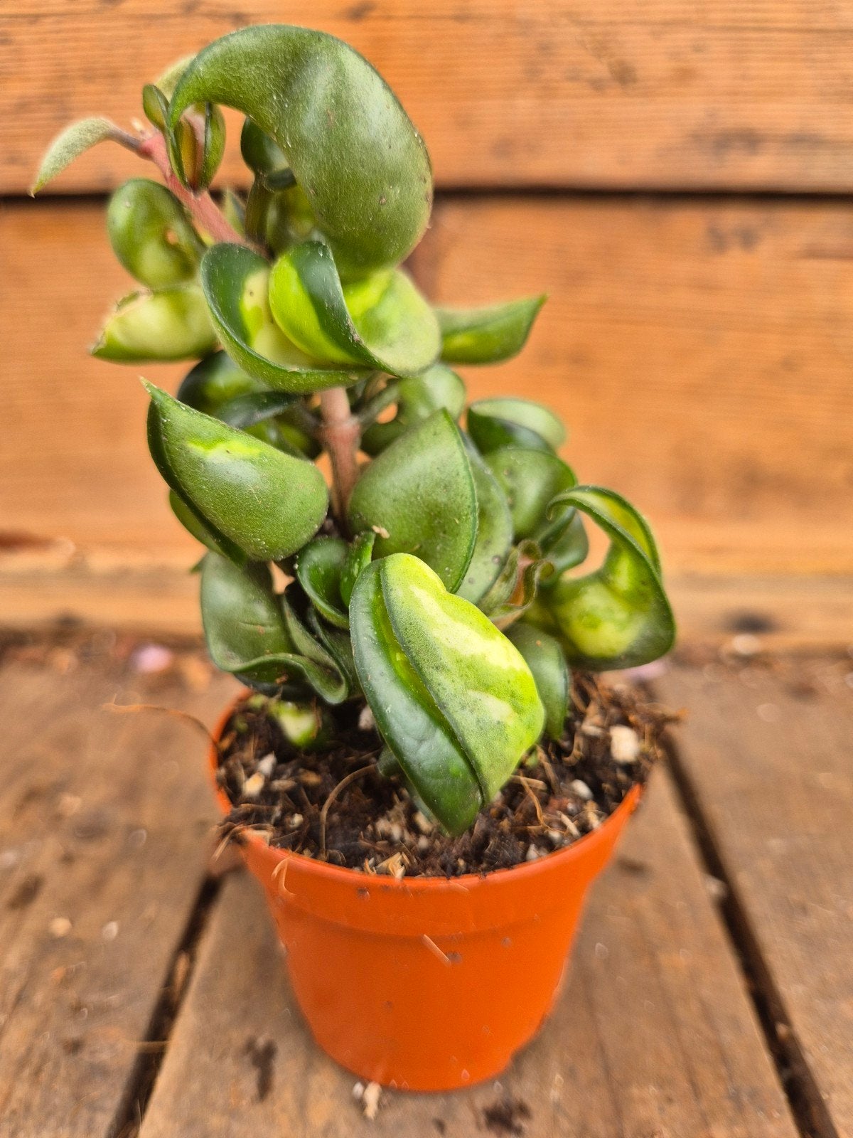 Hoya Carnosa Compacta Mauna Loa p6 (6), Huis en Inrichting, Kamerplanten, Ophalen of Verzenden, Halfschaduw, Minder dan 100 cm
