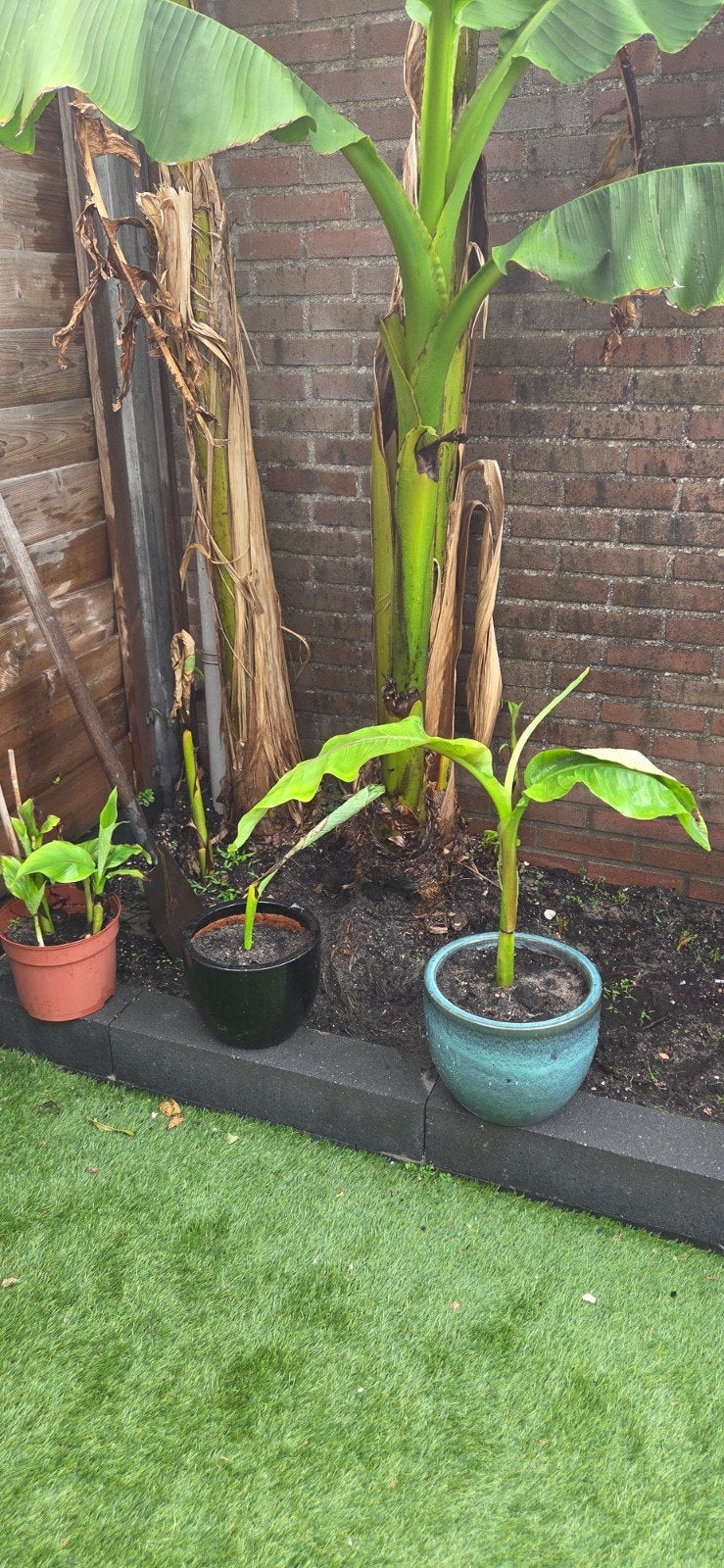 Bananenplant (Musa Basjoo) - Winterharde Exoot, Ophalen