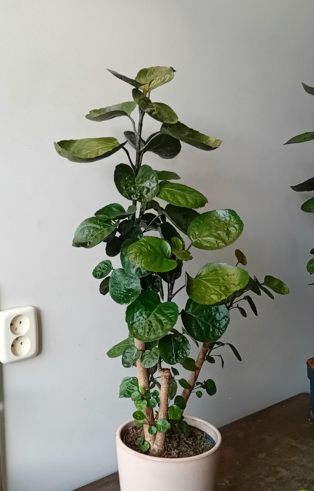 Kamerplant 80cm polyscias boom        evt sierpot €6, Ophalen, Overige soorten, Halfschaduw, In pot