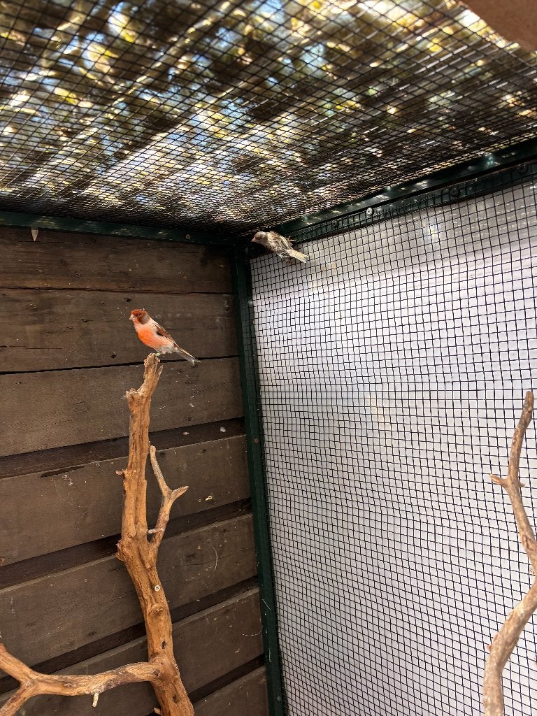 Harlekijn Kanaries, Meerdere dieren, Kleurkanarie