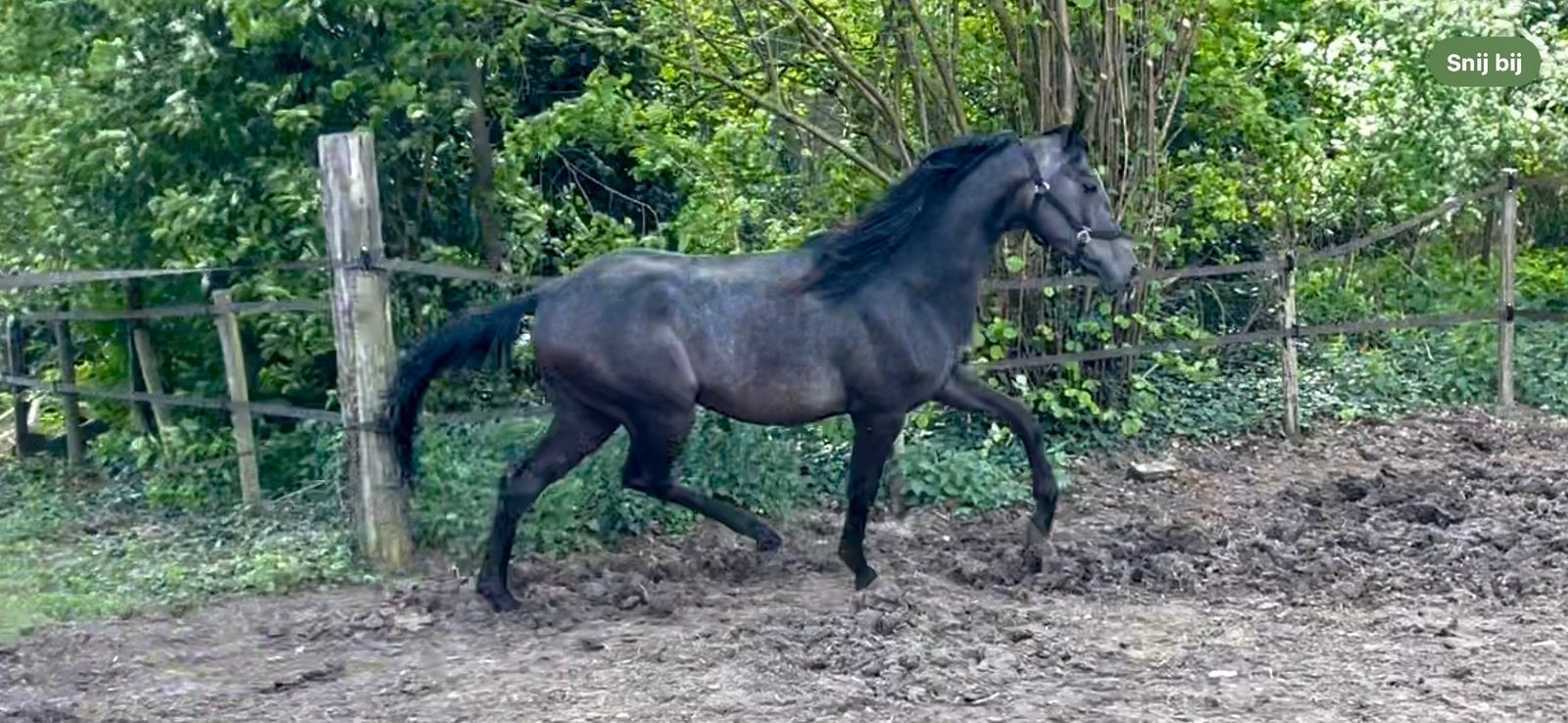 2,5 jarige super lieve hengst, Met stamboom, Dressuurpaard, 0 tot 2 jaar, Hengst