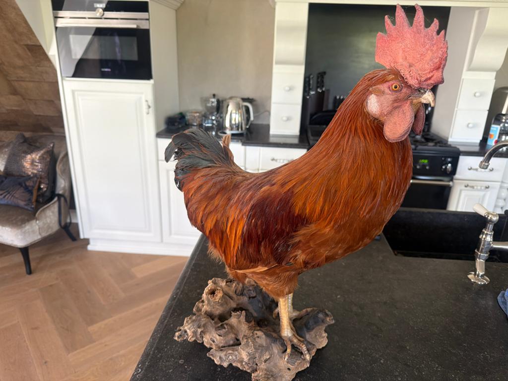 Prachtige taxidermie haan - Uniek decoratiestuk, Ophalen of Verzenden, Zo goed als nieuw