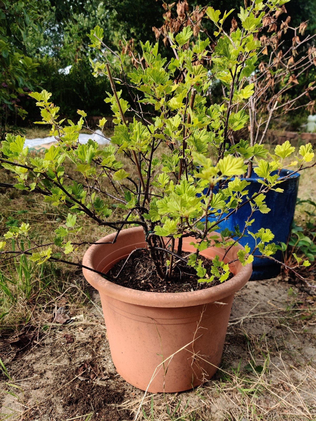 Kruisbes in pot. Tuinieren. Fruit. Moestuin, Ophalen, Eenjarig, Groenteplanten, Volle zon