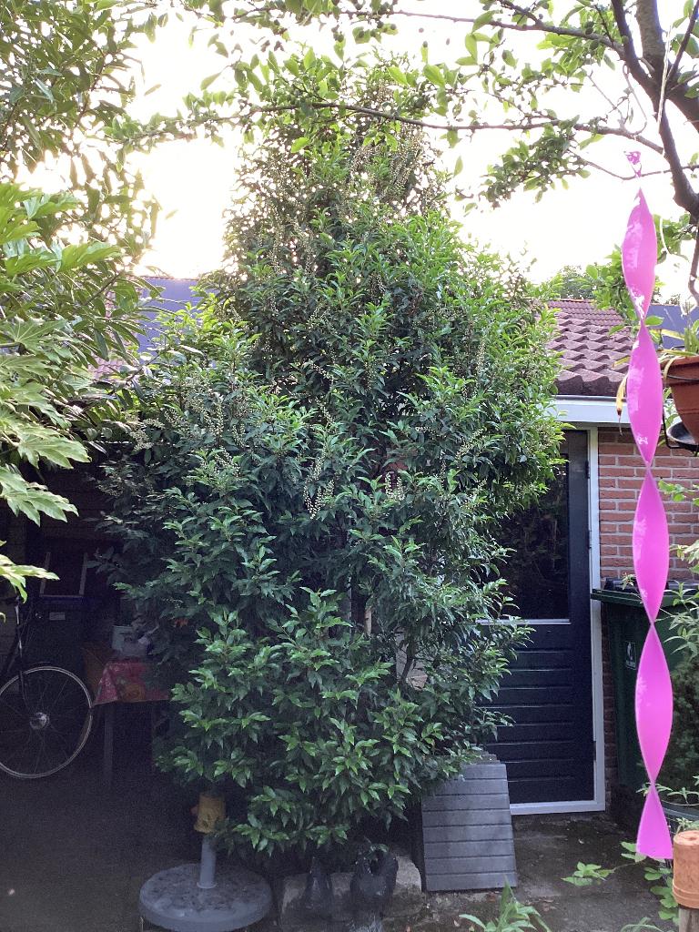 Portugese Laurierstruik Gratis afhalen!, Tuin en Terras, Ophalen, Laurier, Struik, 100 tot 250 cm