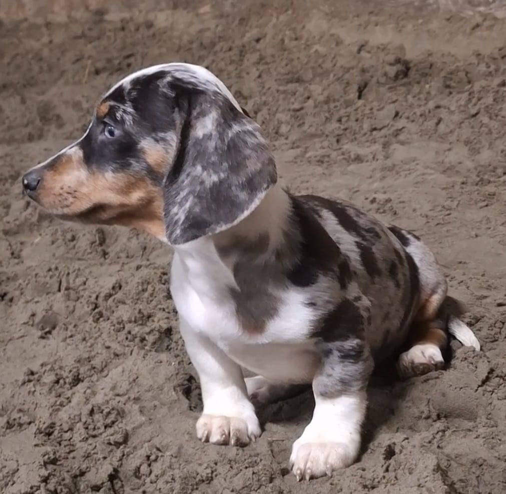 Prachtige blue merle en choco tan teckels, Dieren en Toebehoren, Honden | Teckels en Dashonden, 8 tot 15 weken, Korthaar, Meerdere