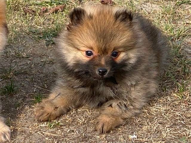 Te koop mooie Pomeriaan pups (Dwergkees)