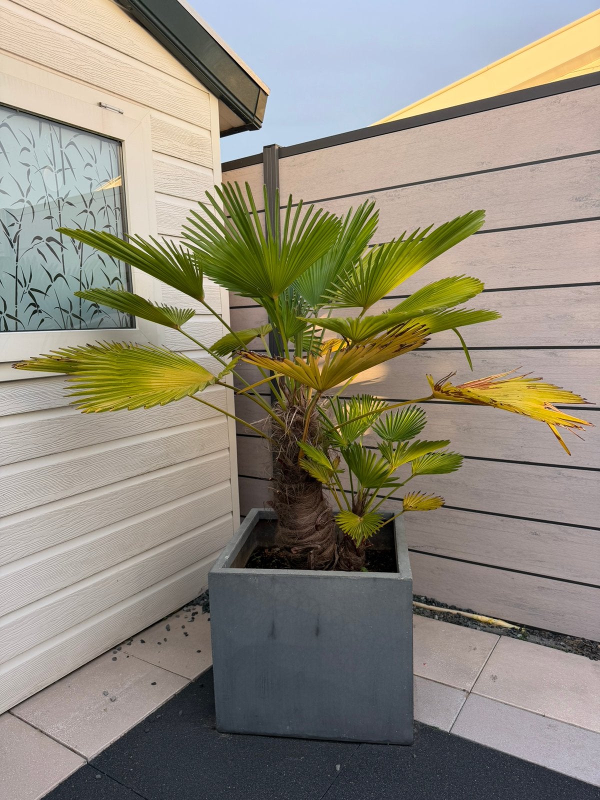 Palmboom in pot, 100 tot 250 cm, Zomer, Palmboom, Ophalen