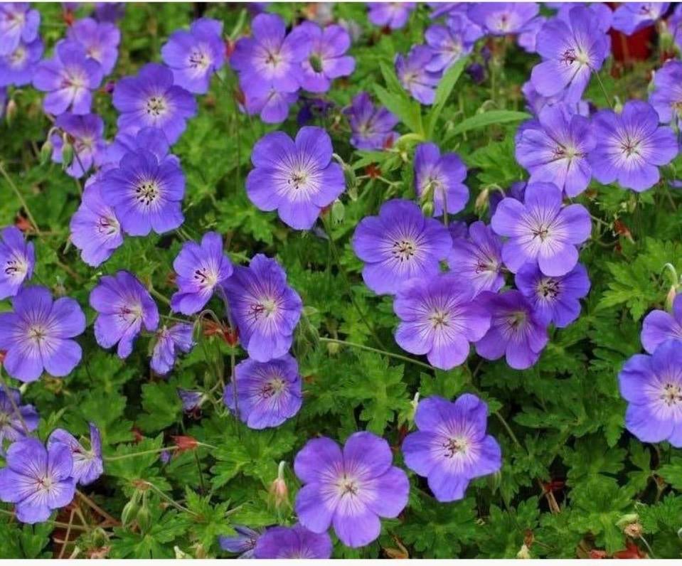 Geranium Rozanne - Bodembedekker - Bloeit hele zomer, Tuin en Terras, Planten | Tuinplanten, Ophalen, Bodembedekkers, Volle zon