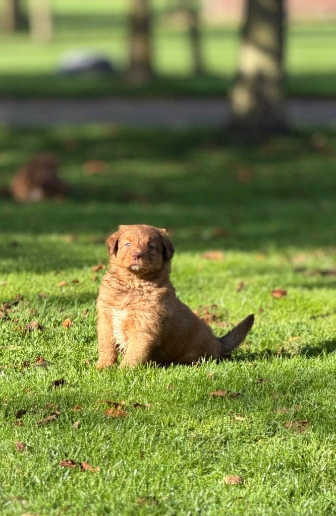 toller pups, Dieren en Toebehoren, Overige rassen, 8 tot 15 weken, Meerdere, Meerdere dieren