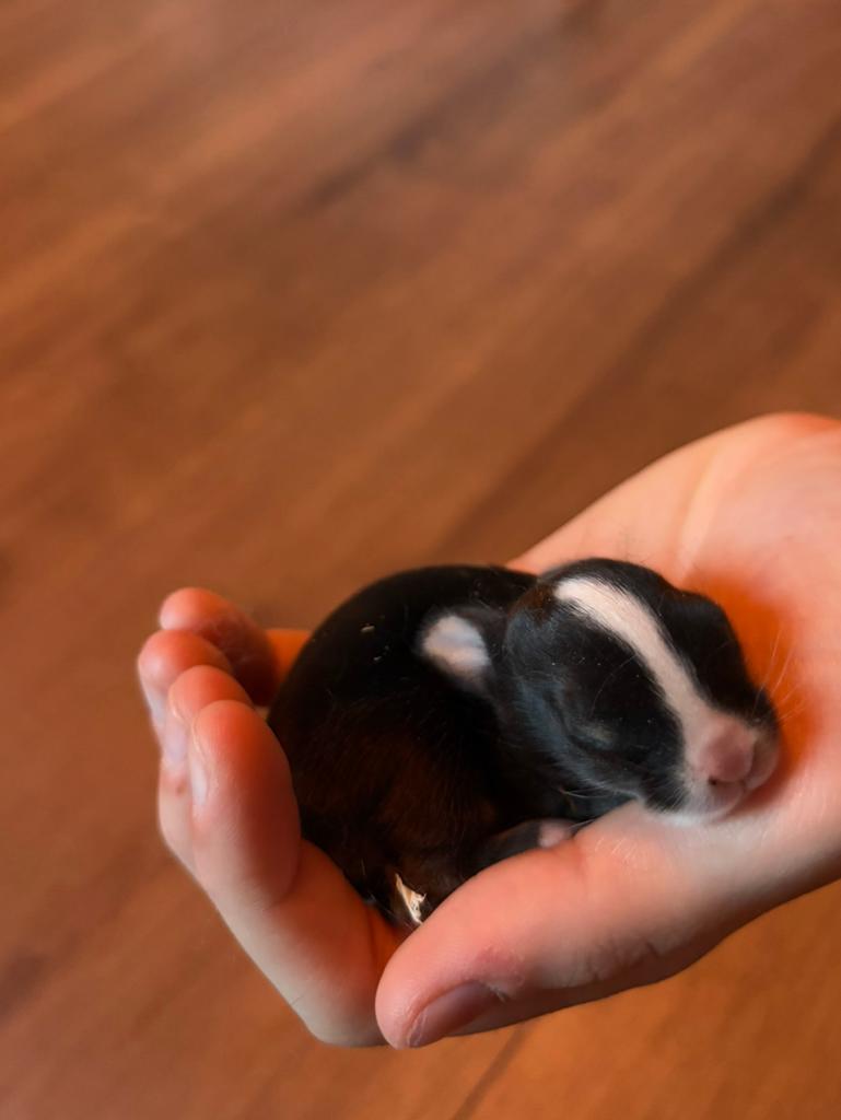 Baby konijntjes, Meerdere dieren, Dwerg, Hangoor
