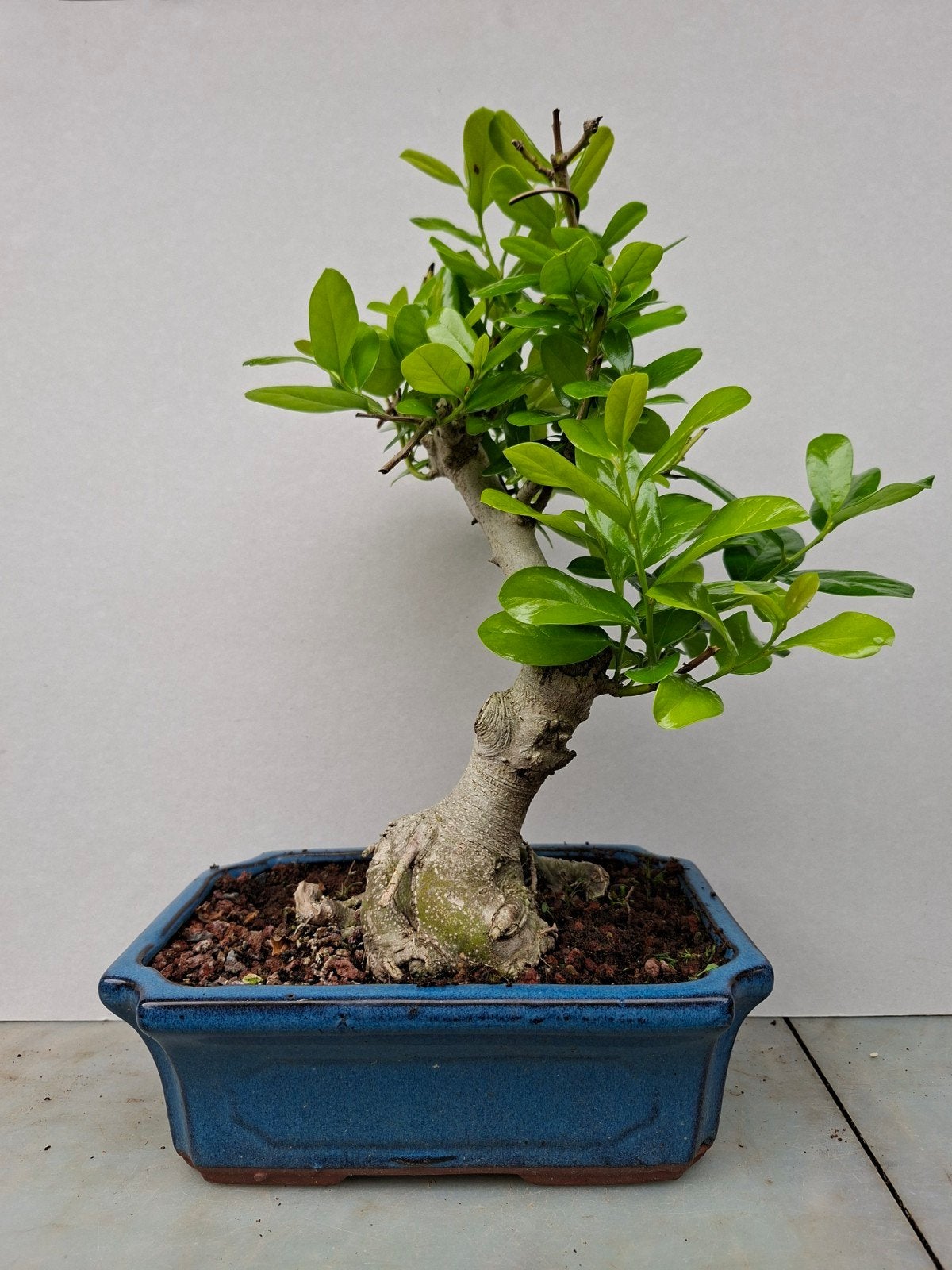 Bonsai, Ophalen of Verzenden, Overige soorten, Halfschaduw