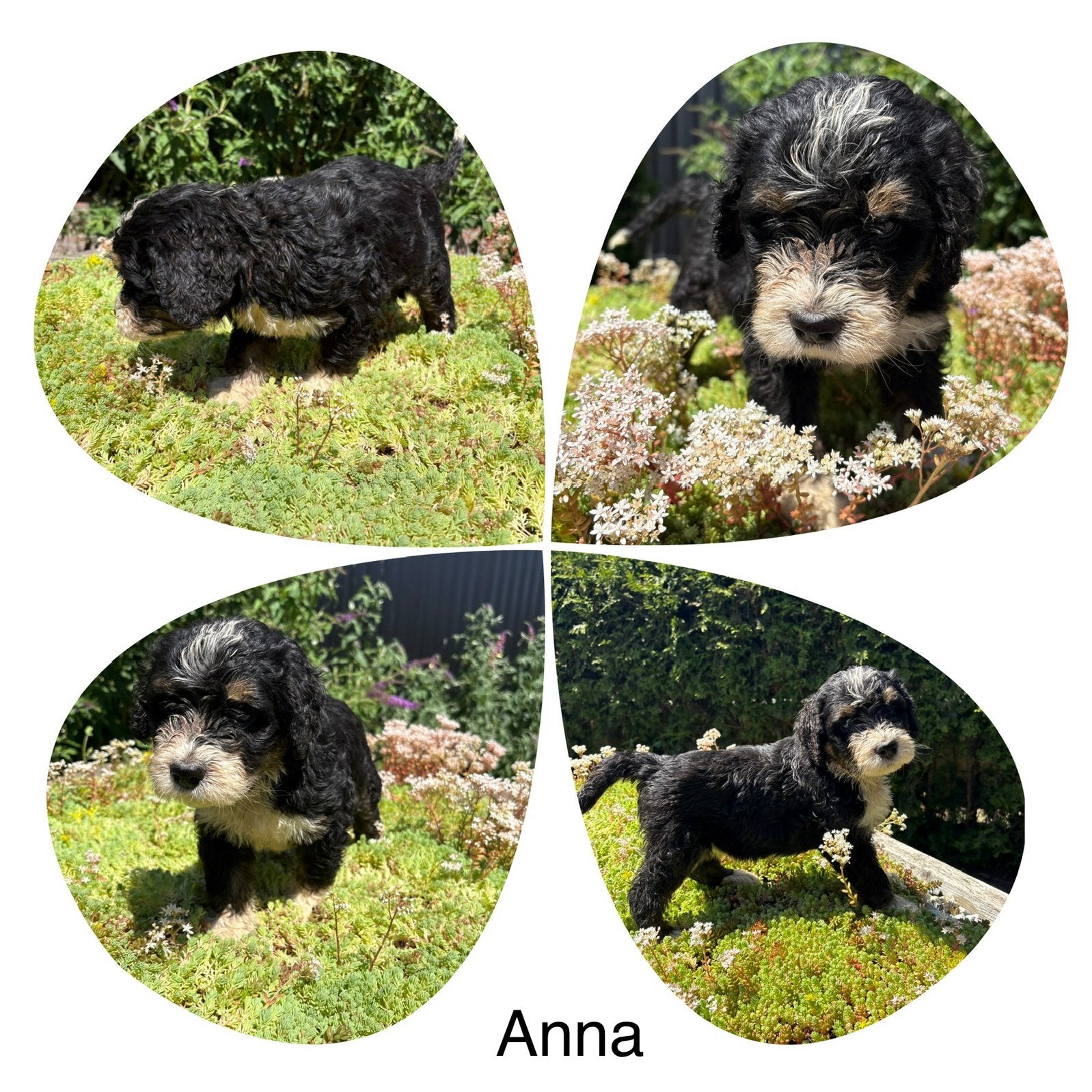 Bernedoodle teefjes!, Parvo, Overige rassen, 8 tot 15 weken, Meerdere