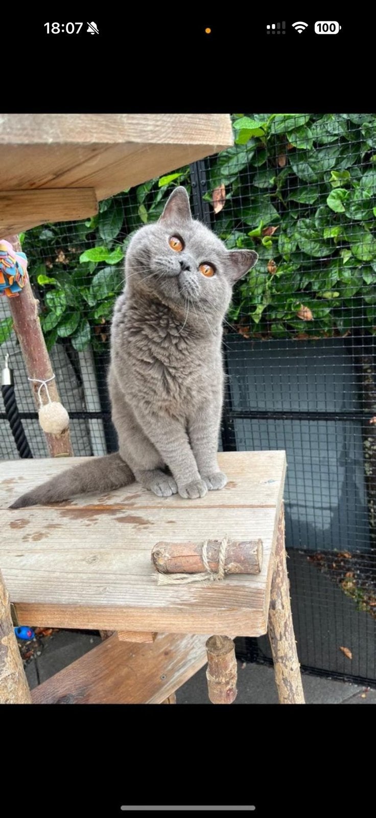 Superlieve Britse Korthaar kater, Dieren en Toebehoren, Kater, Gechipt